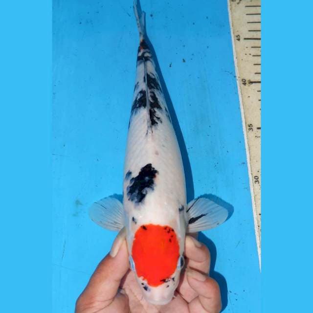 ORIGINAL TANCHO SANKE 32cm