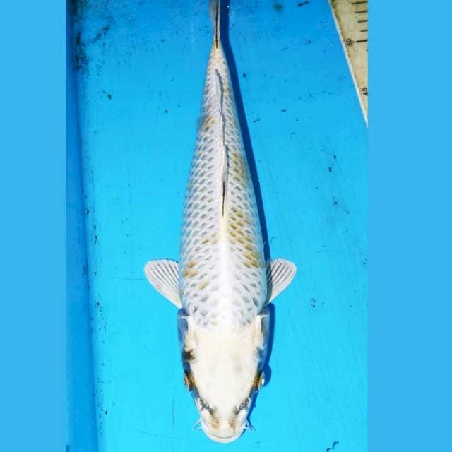 HIKARI 34cm