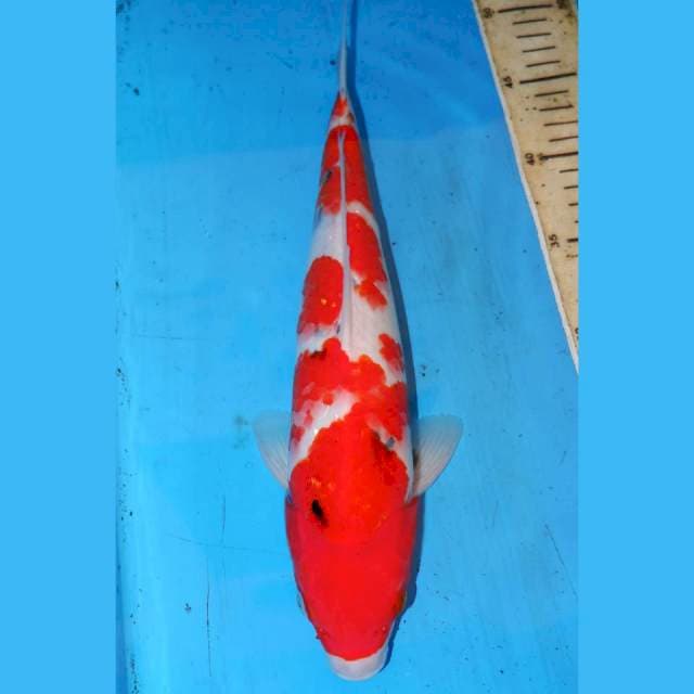 SANKE APIK 35cm