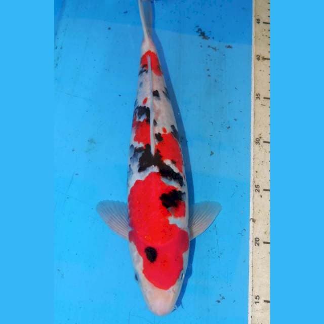 SANKE POLA BAGUS 33cm