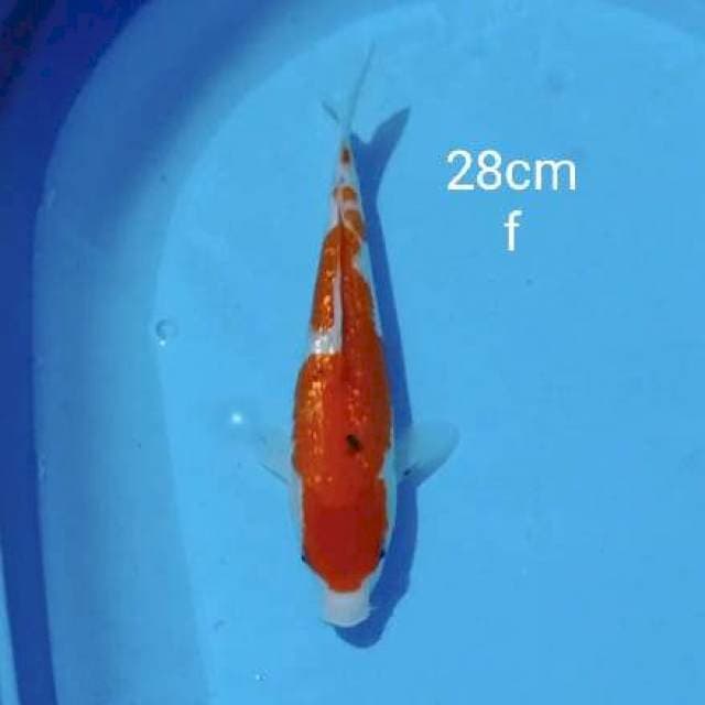 Sanke ginrin 28cm