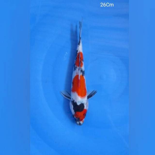Showa 26Cm