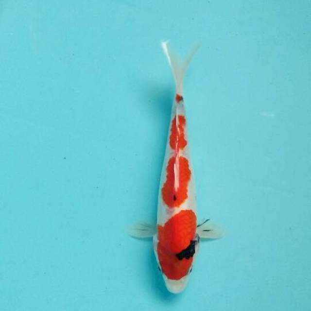 Showa tategoi 7