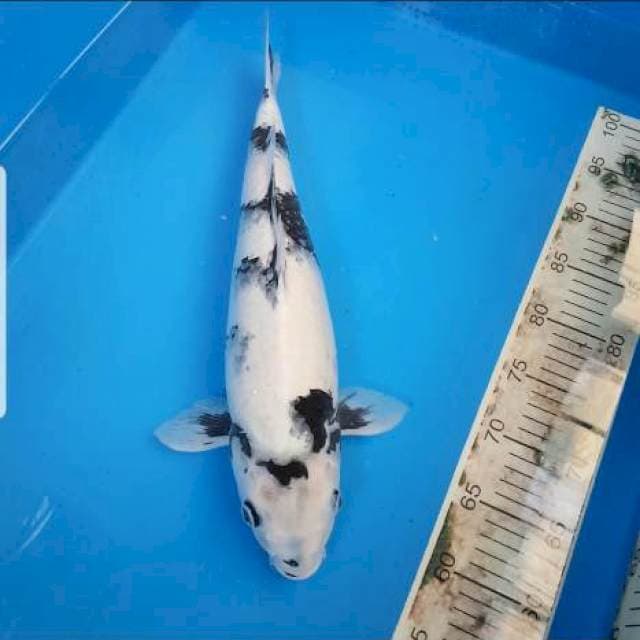 Shiro F1 Dainichi jumbo breeder Genkoi Farm
