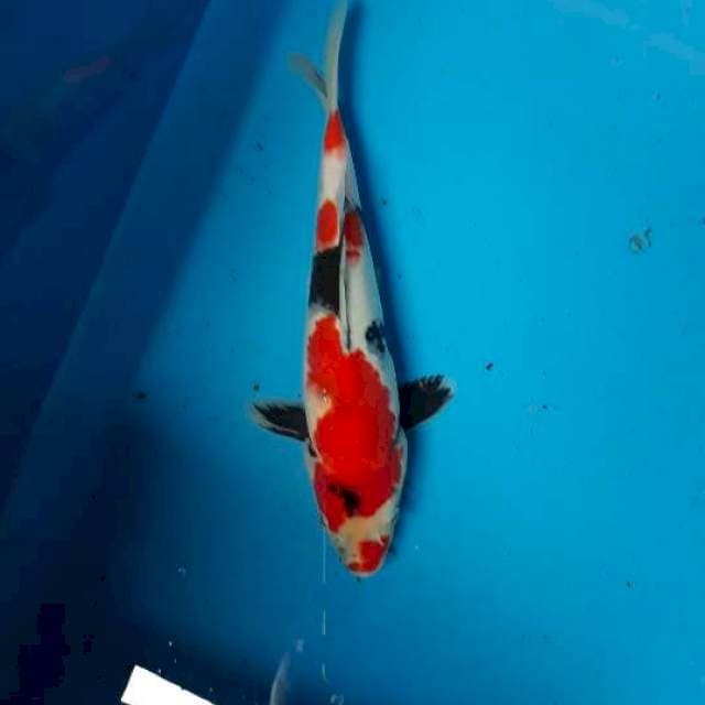 Showa 25 cm