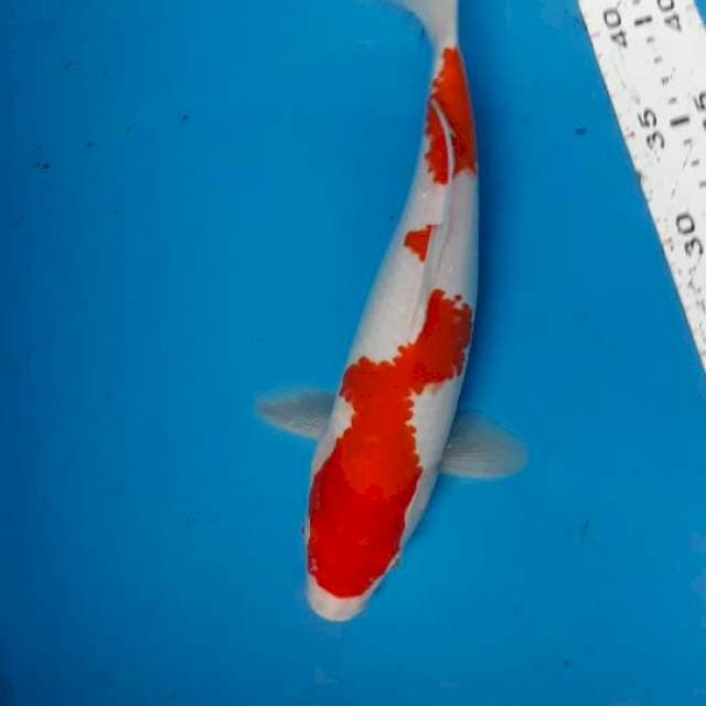 Kohaku f 30 cm