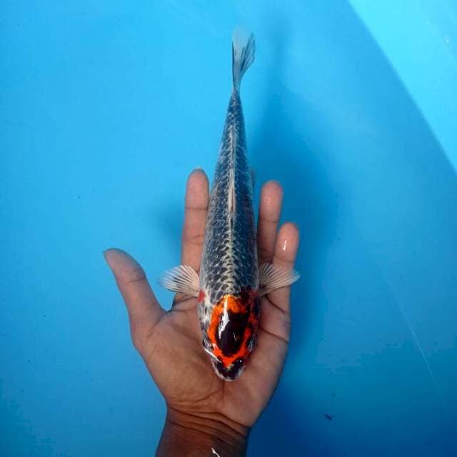 Kawari