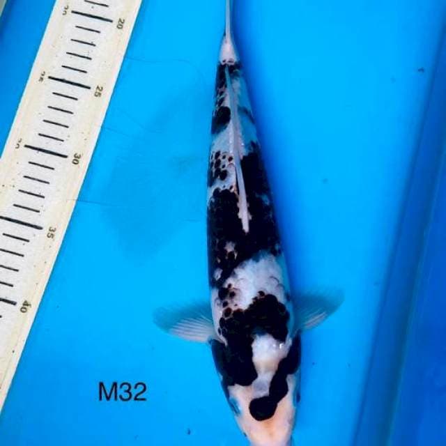 F1 budo goromo 32cm Male