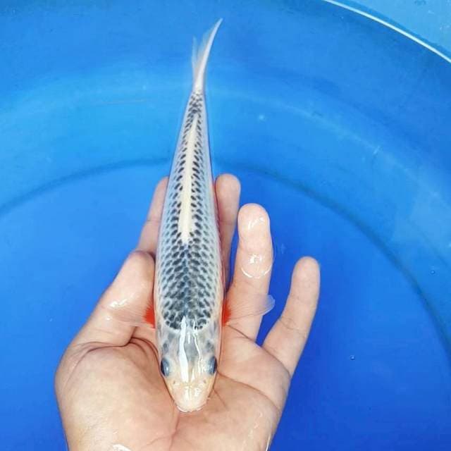 ASAGI MANTAB