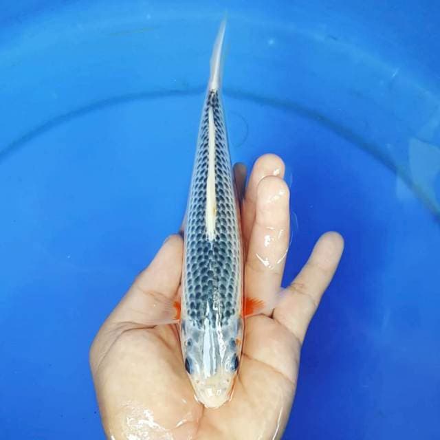 ASAGI MANTAB