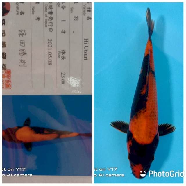 Hi utsuri shinoda tosai