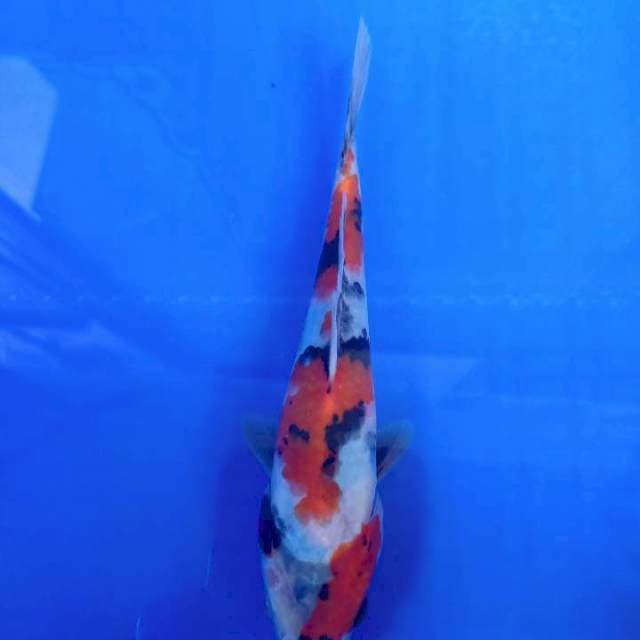 Showa 20cm