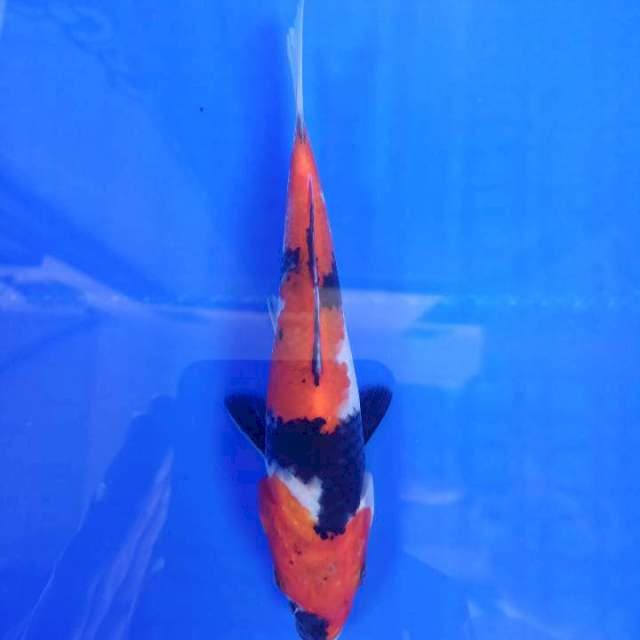 Showa 19cm