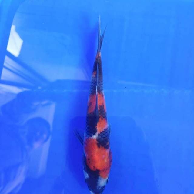 Showa 17cm