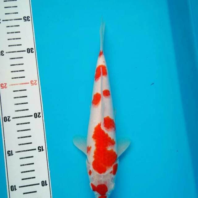Kohaku Patas