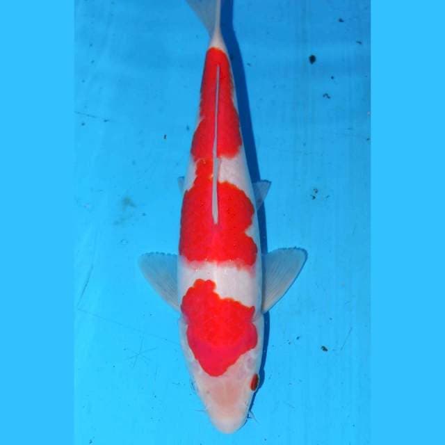 24cm KOHAKU