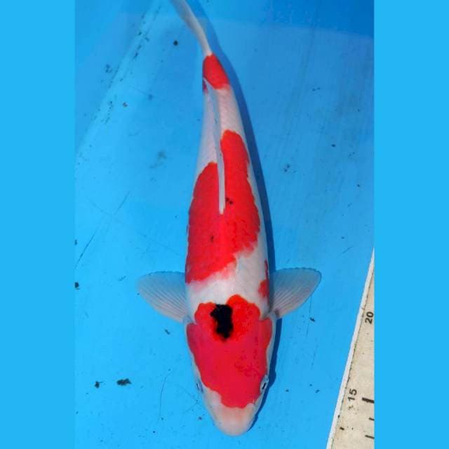32cm SANKE SAN