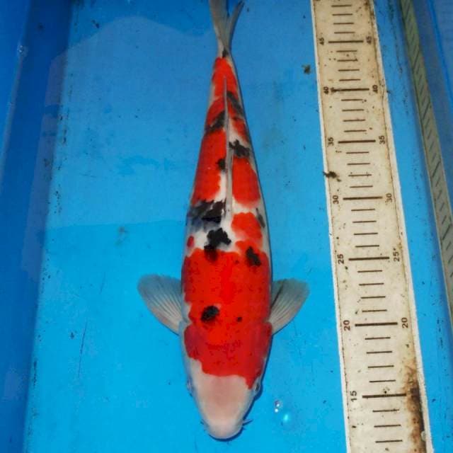 36cm KOHAKU SAKURA BULKY