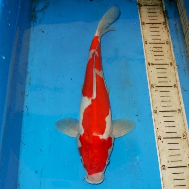 34cm KOHAKU INAZUMA DOITSU