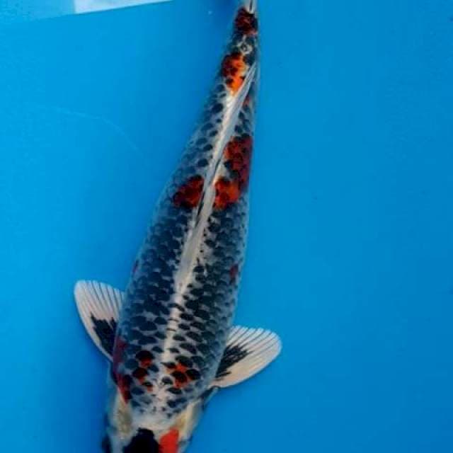 KUJAKU