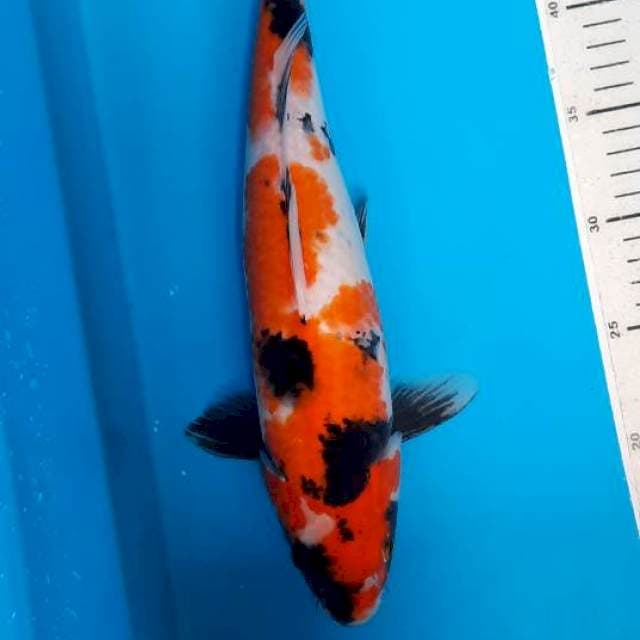 Showa 36cm