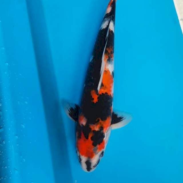 Showa 32cm