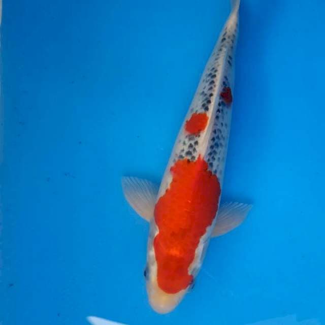 GOSHIKI