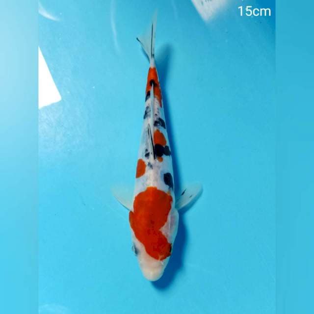 Maruten sanke 15cm