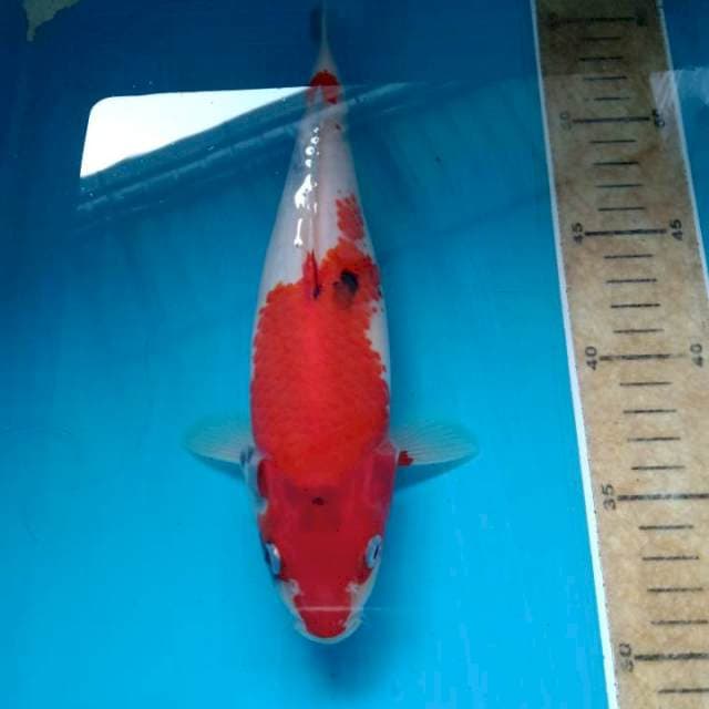 Showa gindrin 25cm