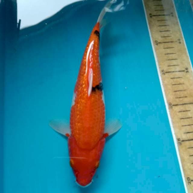 Showa gindrin 24cm