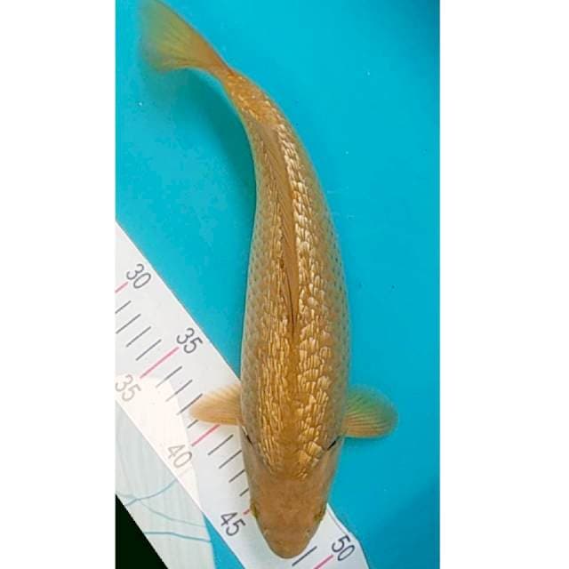 Midori Ginrin 35cm
