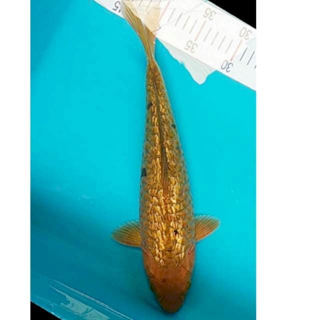 Chagoi Aragoke Ginrin 36cm