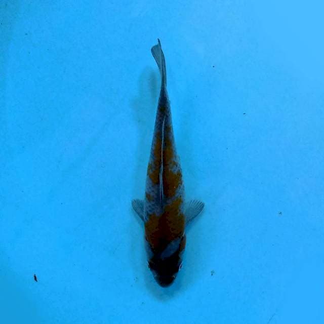 Ochiba 15 cm