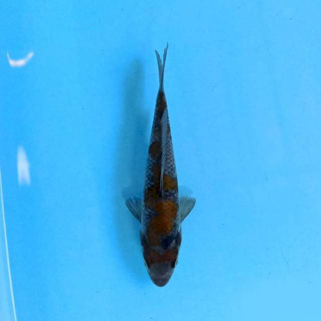 Ochiba 15 cm