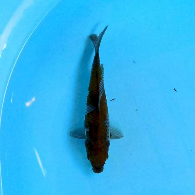 Ochiba 17 cm