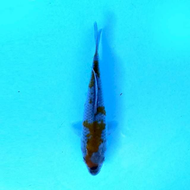 Ochiba 15 cm