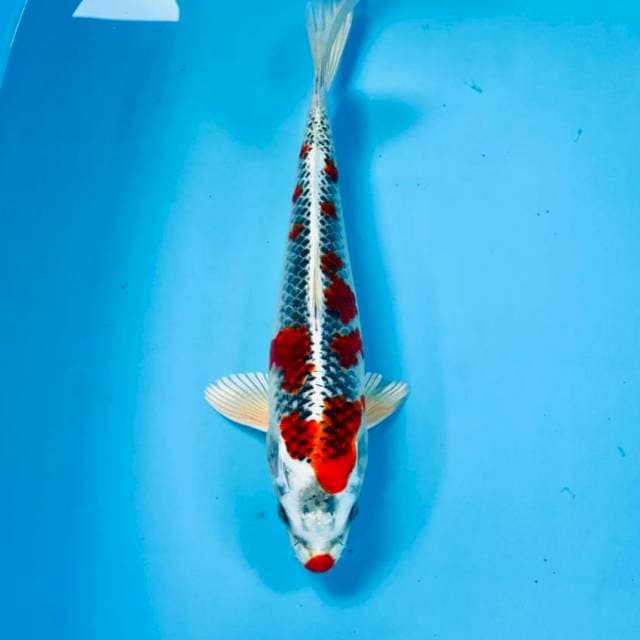 Kujaku, 32 cm