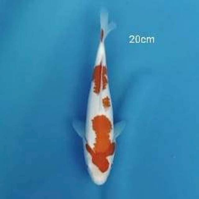 Kohaku 20up