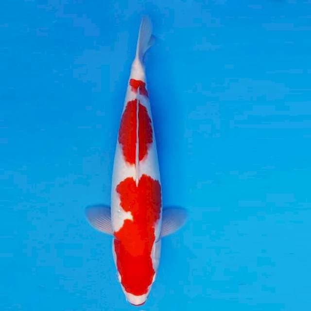 ASSASSIN 1 ~ KOHAKU ™