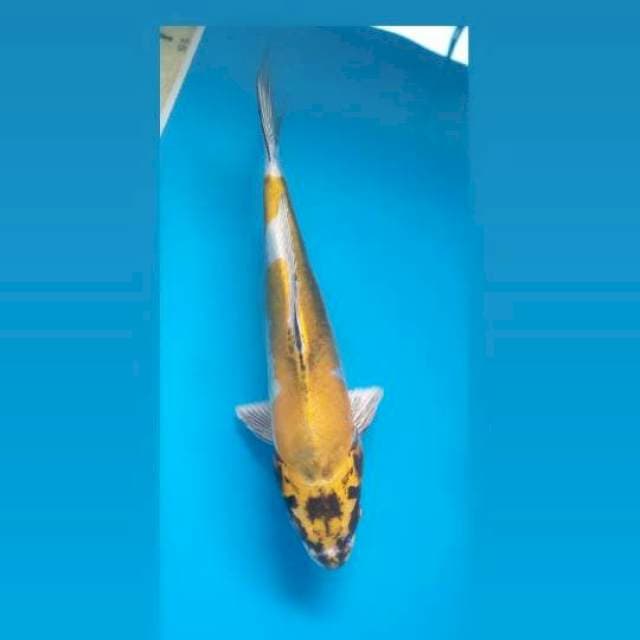 Kikokuryu 21Cm