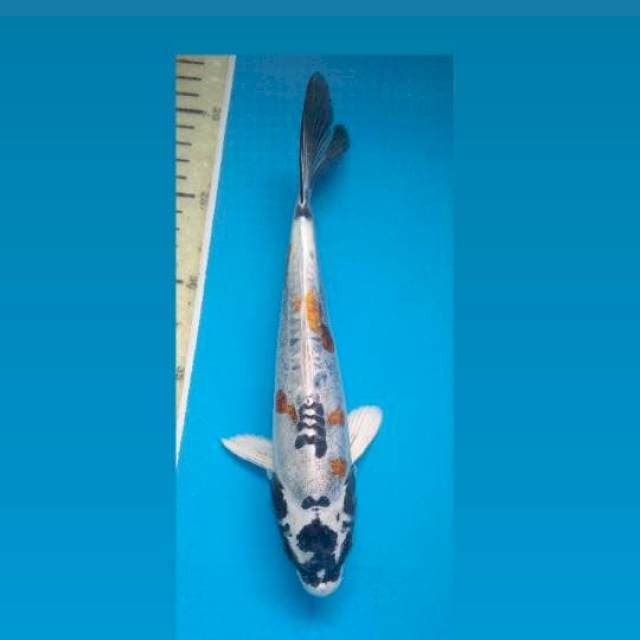 Kikokuryu 26Cm