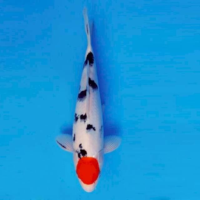 ASSASSIN 8 ~ TANCHO SANKE ™