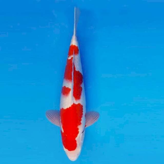ASSASSIN 10 ~ KOHAKU ™