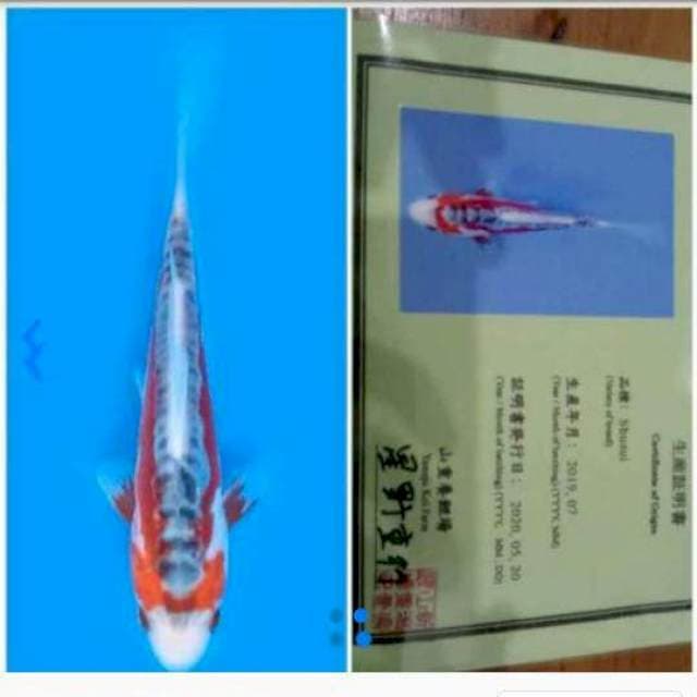 Shusui Yamuju