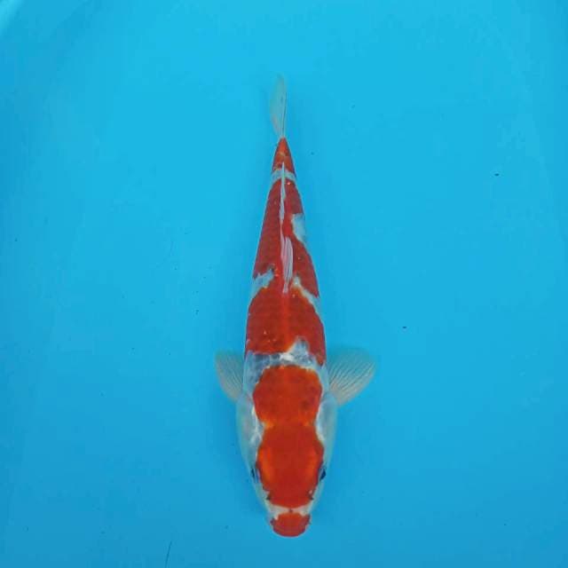 GOSHIKI SQ 35CM