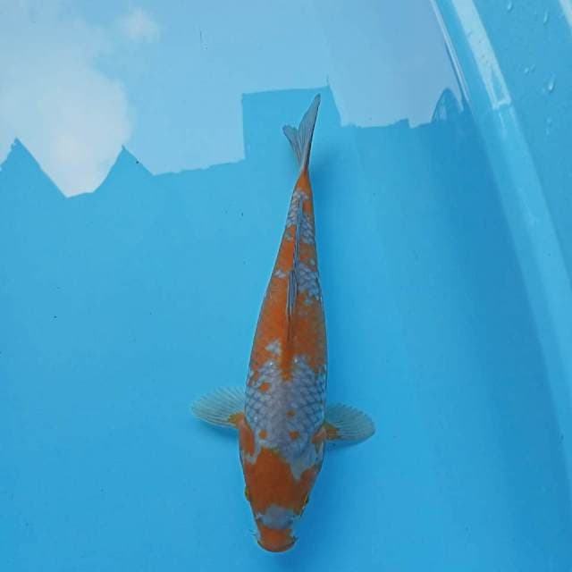 OCHIBA SHIGURE 30CM