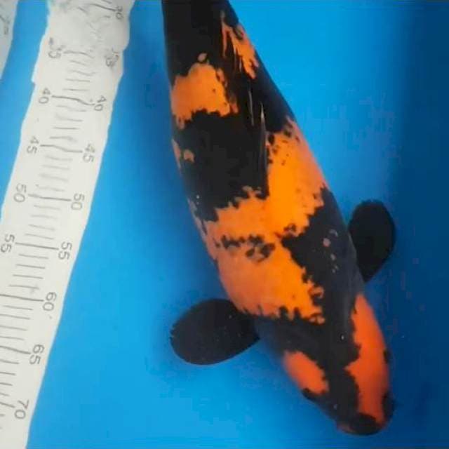 Hiutsuri F1