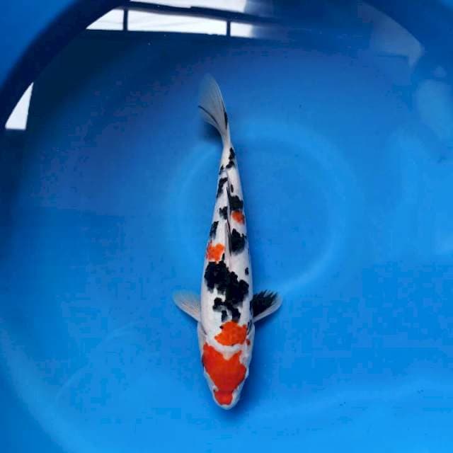 Maruten sanke 30cm female