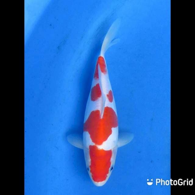 Red Doitsu Kohaku - 20cm Male