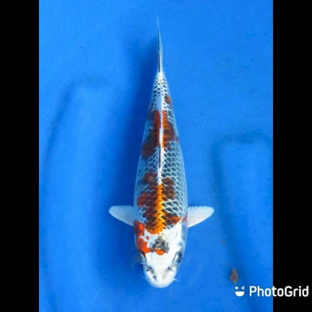 Kujaku - 22cm Male